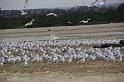 012409 Waco Landfill 014
